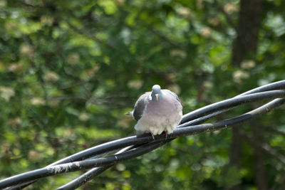 Close-up of bird perching on branch