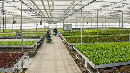 High angle view of people in greenhouse