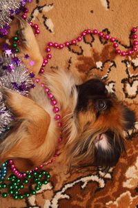 Pekingese dog wearing christmas decorations