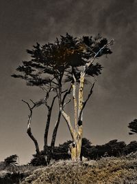 Tree on field against sky