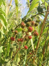 Close-up of red berries on tree