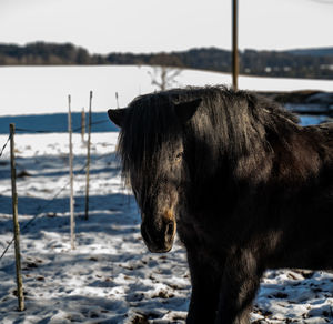 Black pony or horse outside in winter looking at camera