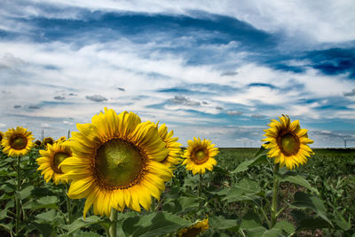 Sunflowers blooming on field against sky