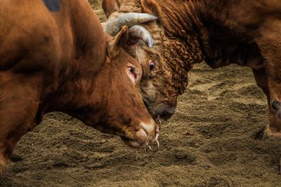 Two bulls are playing a bullfight.