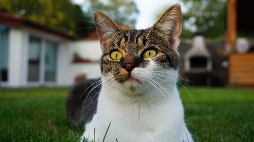 Close-up portrait of cat on grassy field