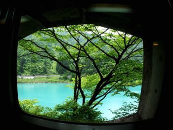 Reflection of trees in water