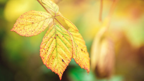 Close-up of yellow leaf on tree