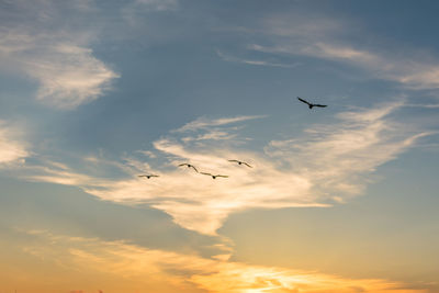 Low angle view of silhouette birds flying against sky