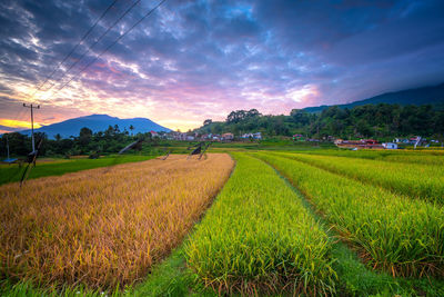 Scenic view of agricultural field against sky during sunset