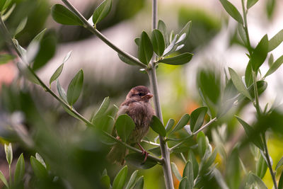 Close-up of bird perching on plant