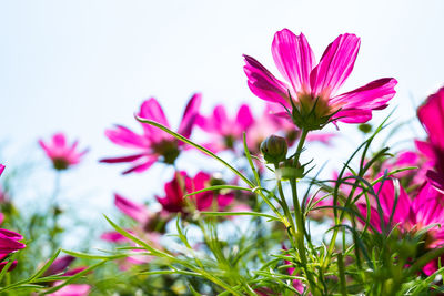 Close-up of pink flowering plant against clear sky