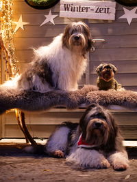 Dogs on a bench