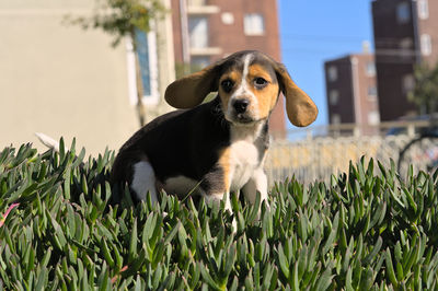 pet