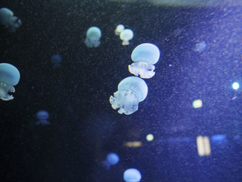 Close-up of jellyfish swimming in sea