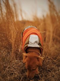 Dog on field