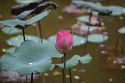 Close-up of pink lotus water lily in pond