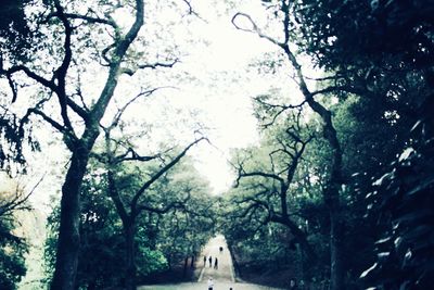 Trees in forest against sky