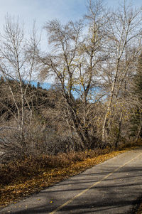 Close-up of tree against sky at sunset