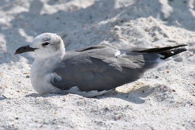 High angle view of seagull on land