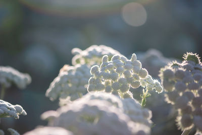 Close-up of white flowering plant