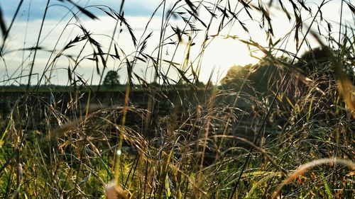 Close-up of grass growing on field