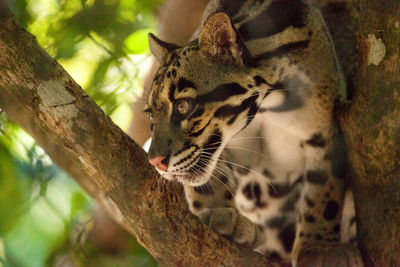 Male adult clouded leopard neofelis nebulosa is listed as vulnerable and can be found in asia.