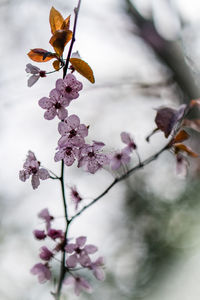 Close-up of flowers blooming on tree