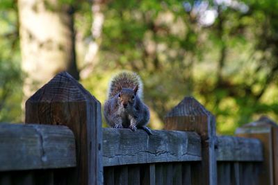 Close-up of squirrel on fence