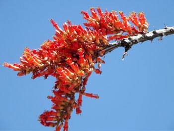 Low angle view of red flowering plant against clear blue sky