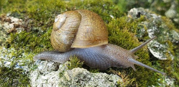 Close-up of snail on land