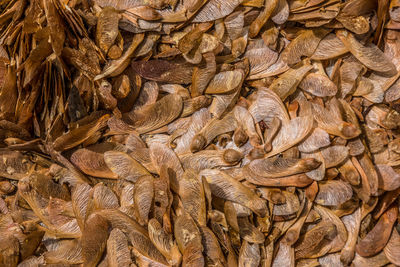 A pile of maple tree seedlings clustered together on the ground ready to grow on a sunny day 