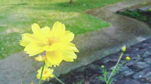 Close-up of yellow flower blooming outdoors