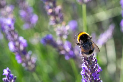 Close-up of bee pollinating on lavender