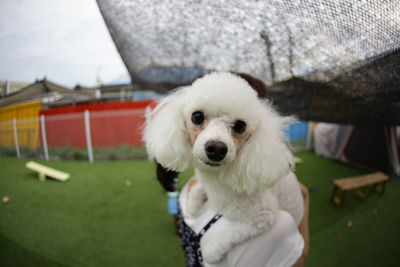 Portrait of white dog