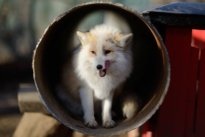 Close-up portrait of a fox