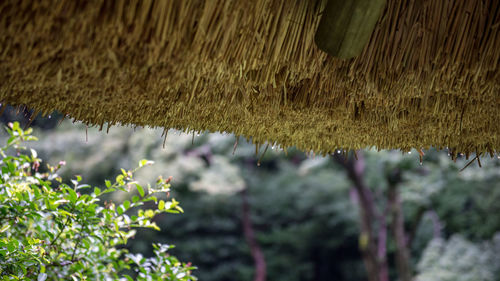 Plants growing on tree