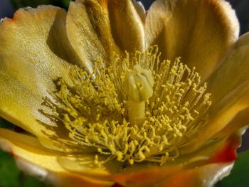 Close-up of yellow flower