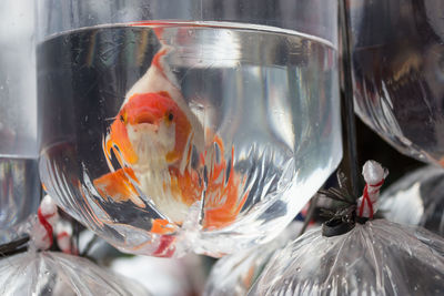 Close-up of fish in water