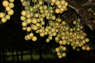 Close-up of grapes growing on tree