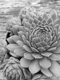 Close-up of flower blooming in sea