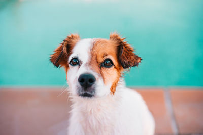 Portrait of cute jack russell dog smiling outdoors sitting by the pool, summer time