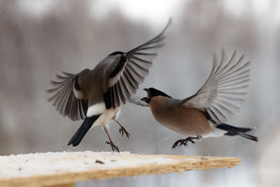 Close-up of birds flying