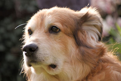 Close-up of dog looking away