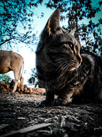 Cat lying on a field