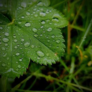 Close-up of wet plant leaves during rainy season