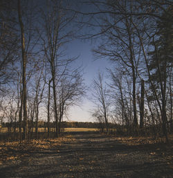 Bare trees on field