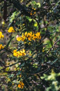 Close-up of yellow flowering plant