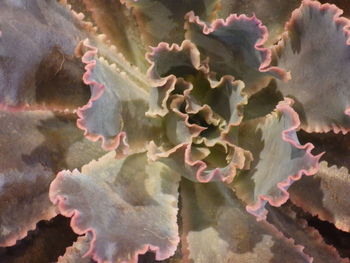 Close-up of flowering plant in sea