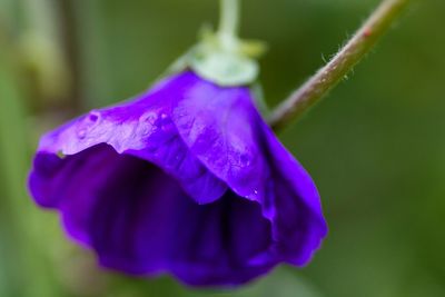 Close-up of purple flower