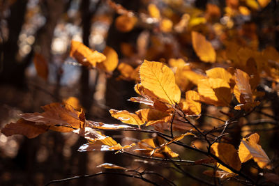 Close-up of yellow maple leaves on tree